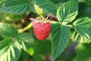 Himbeere